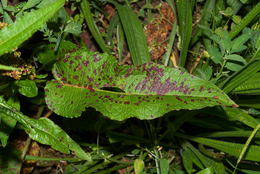 Rumex cfr. crispus